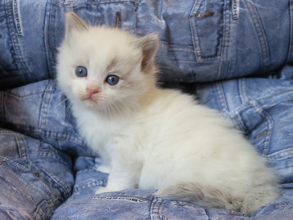 Ragdoll adoptés récents Ragdoll adoptés récents
