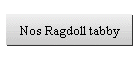 Nos Ragdoll tabby