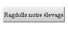 Ragdolls notre élevage